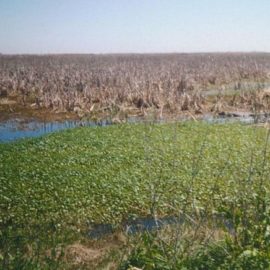 More Than 300 acres of Louisiana Marsh to Be Rebuilt