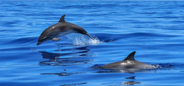 Dolphins under attack