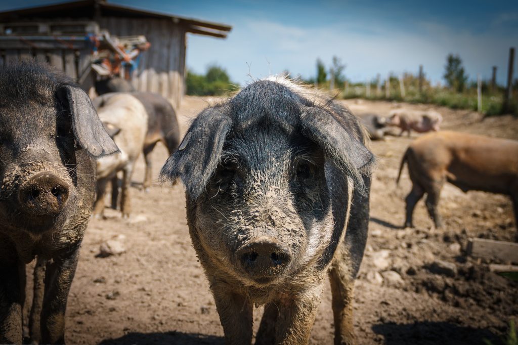 Starting on the New Pig Barn, Build Farm Hunt