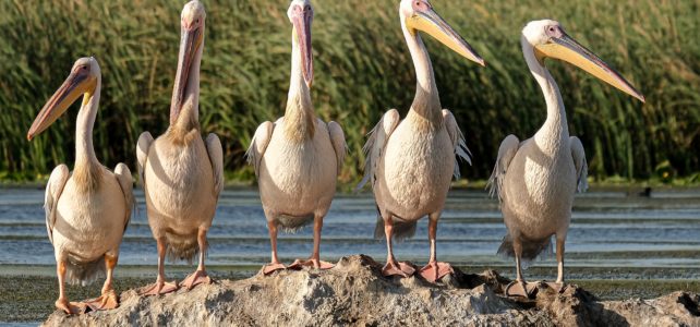 Pelicans in Marsh