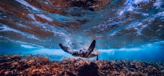 Sea Turtle close to the bottom