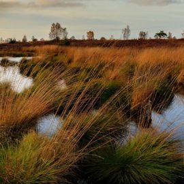 Mid-Barataria Diversion builds marshes