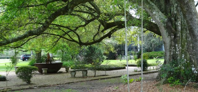 Trees in New Orleans