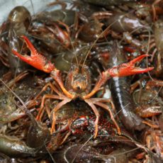 Crawfish Shortage and Climate