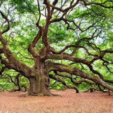 Trees Are Earth’s Endless Effort to Speak to the Listening Heaven