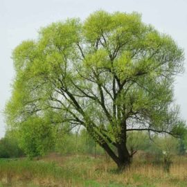 Black Willow Tree