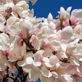 Magnolia blpossems