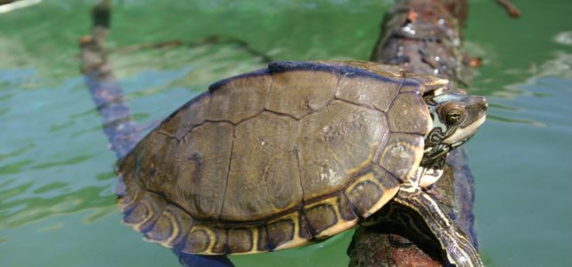 Pearl River Turtle