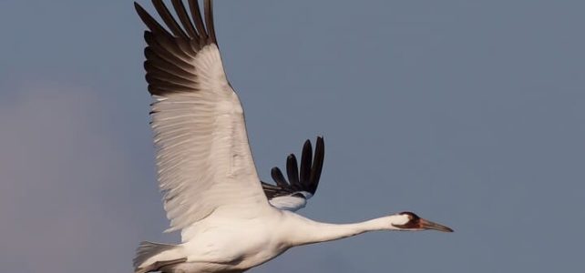 Whooping Crane in flight