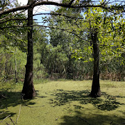 Maurepas swamp