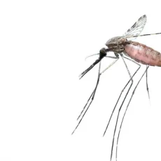 Mosquitos and West Nile a threat – protect yourself