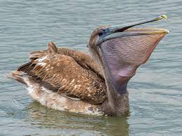 Brown Pelican