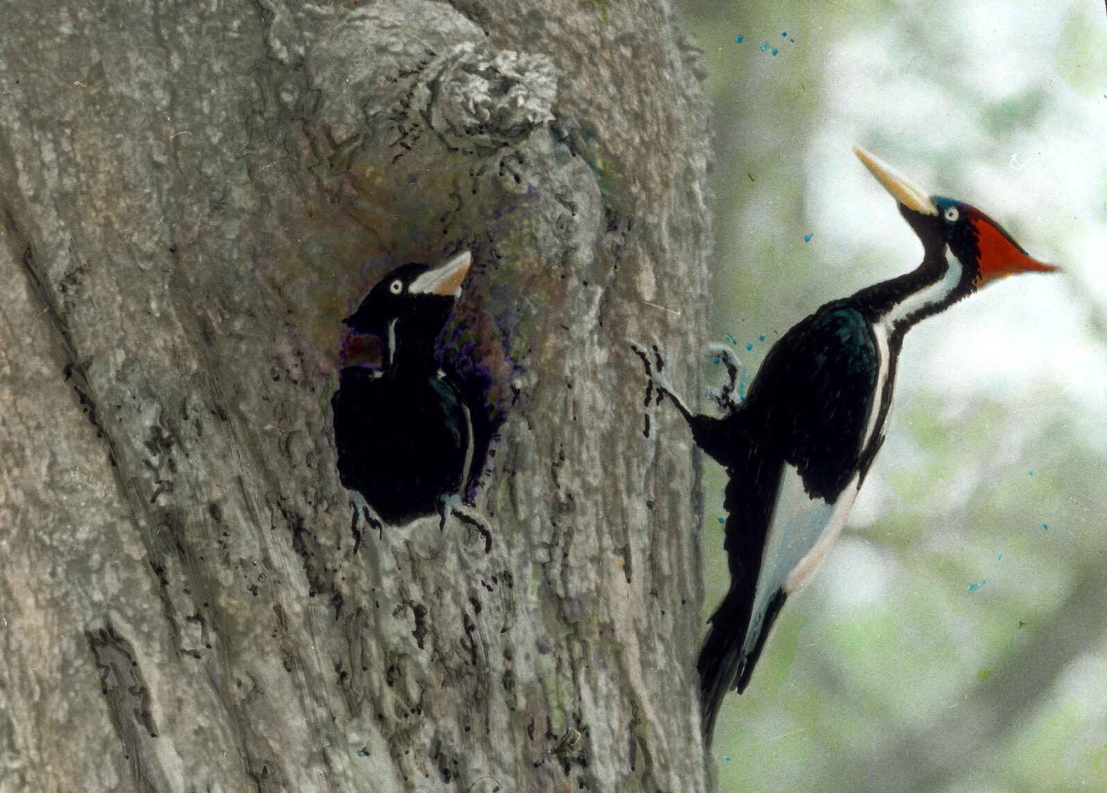Ivory Billed Woodpecker not extinct yet Greater New Orleans