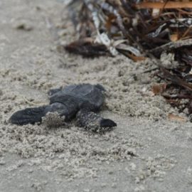 Ridley Turtle hatchlings