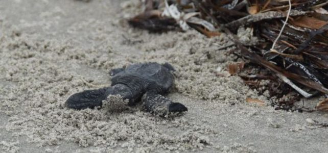 Ridley Turtle hatchlings