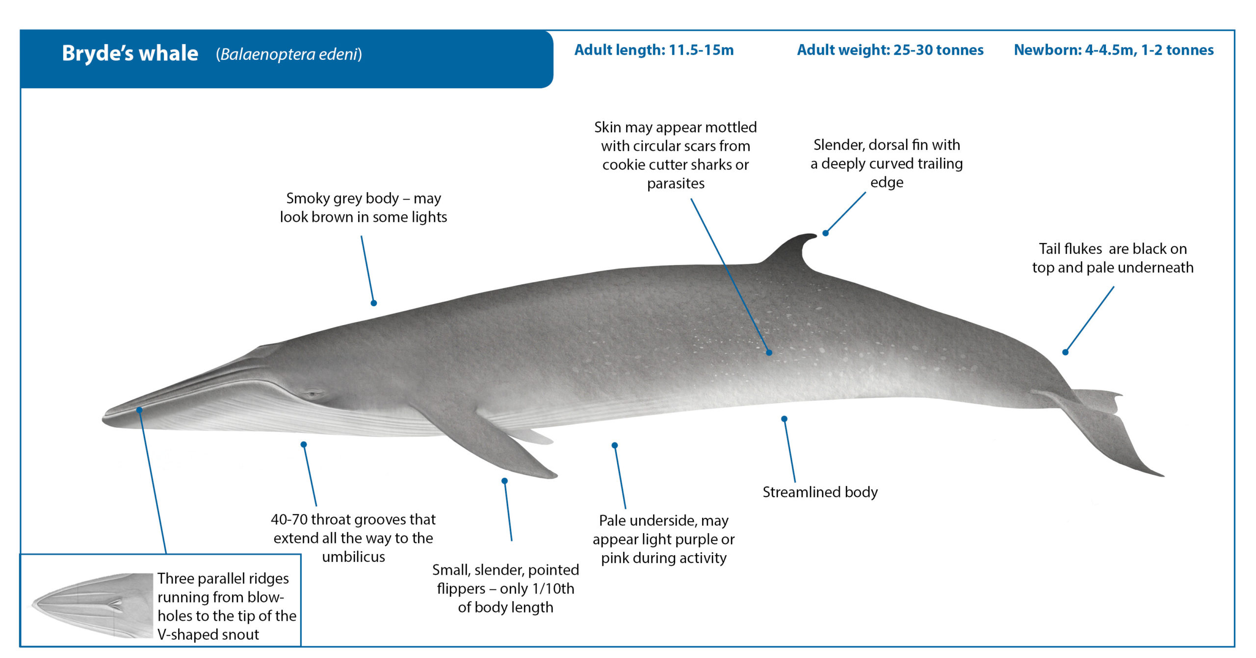 Brydes whale endangered by man - Greater New Orleans Interfaith Climate ...