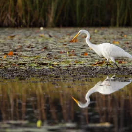 Egret in a marsh