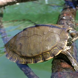 Pearl River Mapping Turtle