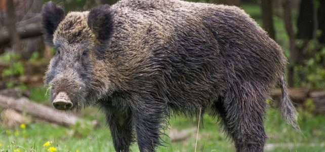 Wild hog, really a boar