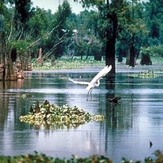 Supreme Court guts swampland protections