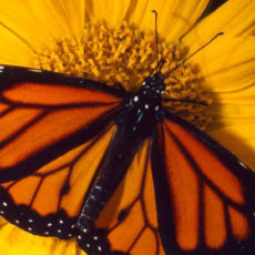 Monarch Butterflies lose sanctuary due to climate change