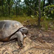 Gopher Tortoise should be on endangered list