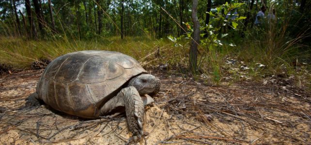 Gopher Tortiose