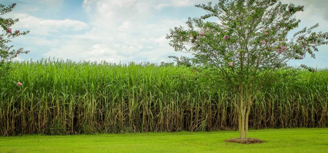 Sugar cane