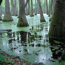 Pearl River wetlands