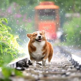 Rain on the tracks