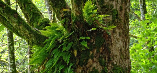 Old Growth Forest