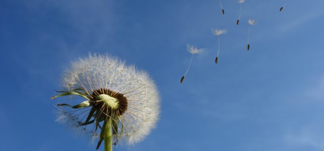 Air carried seeds