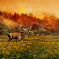 Canadian fire smoke is here