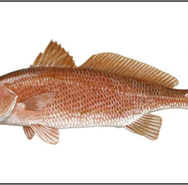Red Drum (Redfish)
