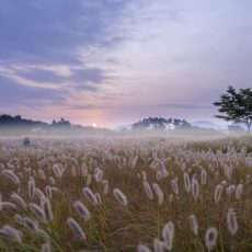Bucktown marshes to be rebuilt