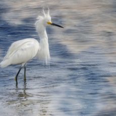 Did we fix the damage caused by the BP spill