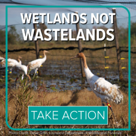 Wetlands Not Wastelands